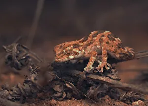 Helmeted gecko (Tarentola chazaliae) on dry vegetation Helmeted gecko (Tarentola chazaliae) on dry vegetation