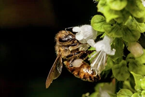 Macro Collection: Honey bee macro and flower