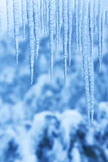 Prints of Icicles in snow Images Dated 2014 July: Icicles in Snow Print