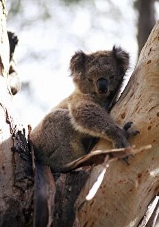 Great Ocean Road Collection: A koala in a tree