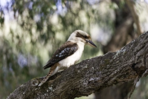 kookaburra