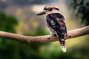 Kookaburra