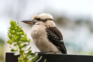 Kookaburra, Kennett River, AUstralia