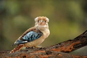 Kookaburra on tree