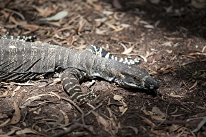 Lace Monitor lizard (Varanus varius) resting in shade, Ku-ring-gai Chase National Park, New South Wales, Australia Lace Monitor lizard (Varanus varius) resting in shade, Ku-ring-gai Chase National Park, New South Wales, Australia