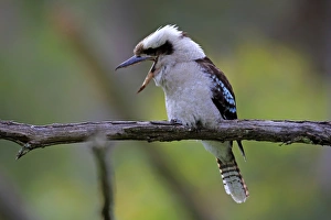 Laughing kookaburra