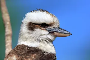 Laughing Kookaburra, (Dacelo gigas)