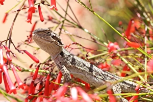 Lizard-Western-Bearded-Dragon Lizard-Western-Bearded-Dragon