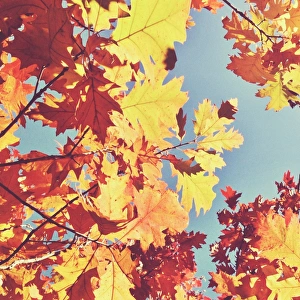 Looking up at sky through golden autumn leaves Looking up at sky through golden autumn leaves
