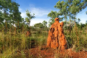 Magnetic Termite Mound, Nitmiluk National Park, Northern Territory, Australia Magnetic Termite Mound, Nitmiluk National Park, Northern Territory, Australia