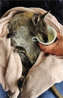 Mealtime of milk for a baby Bennetts Wallaby Mealtime of milk for a baby Bennetts Wallaby