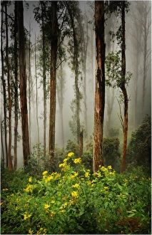 Misty conditions on Mount Buller, Victoria, Australia Misty conditions on Mount Buller, Victoria, Australia