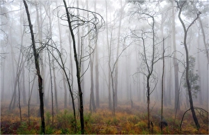 Misty dawn, Mount Macedon, Victoria, Australia Misty dawn, Mount Macedon, Victoria, Australia