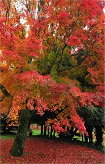 Mount Macedon in the Autumn, Victoria, Australia Mount Macedon in the Autumn, Victoria, Australia
