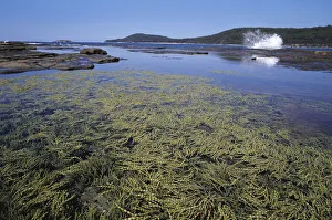 Murramarang National Park, Pebbly Beach, New South Wales, Australia Murramarang National Park, Pebbly Beach, New South Wales, Australia