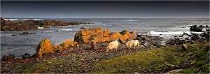Murray Grey cows eating Kelp by the coastline at Surprise bay, King Island, Bass Strait, Tasmania Murray Grey cows eating Kelp by the coastline at Surprise bay, King Island, Bass Strait, Tasmania