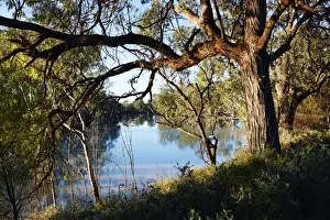 Murray River Australia Prints: Murray River