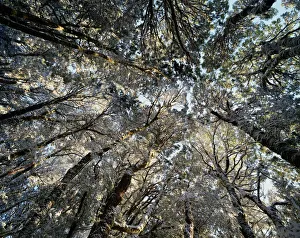 Myrtle-beech trees (Nothofagus cunninghamii), low angle view Myrtle-beech trees (Nothofagus cunninghamii), low angle view