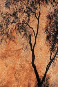 Eucalyptus Tree Print at Devils Marbles