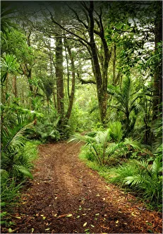 Natural temperate rainforest with Palms and tree-ferns, located on the Idyllic Norfolk Island in the Pacific Ocean Natural temperate rainforest with Palms and tree-ferns, located on the Idyllic Norfolk Island in the Pacific Ocean