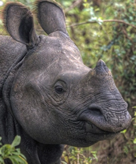 One-horned rhinoceros Chitwan National Park, Nepal One-horned rhinoceros Chitwan National Park, Nepal