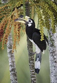Oriental Pied Hornbill (Anthracoceros albirostris) Oriental Pied Hornbill (Anthracoceros albirostris)