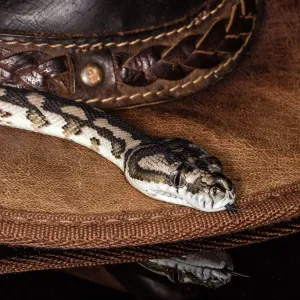 Lea Scaddan Prints: Snake Carpet Python Print