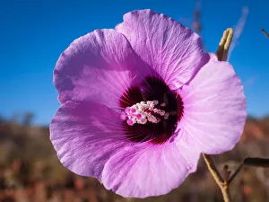 Pink Australian wildflower Sturt Desert Rose Pink Australian wildflower Sturt Desert Rose