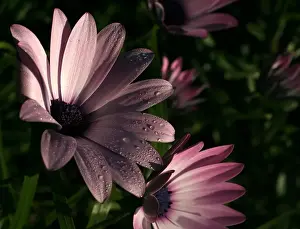 Freshness In Nature Images Prints: Pink Daisies
