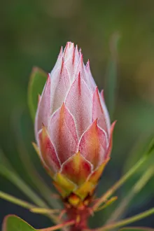 Pink and Yellow Protea Bud Against a Natural Background Pink and Yellow Protea Bud Against a Natural Background