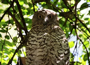 Images Dated 29th November 2014: Powerful owl roosting or Ninox strenua