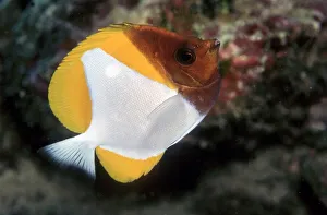 Pyramid Butterflyfish (Hemitaurichthys polylepis), Christmas Island, Indian Ocean Pyramid Butterflyfish (Hemitaurichthys polylepis), Christmas Island, Indian Ocean