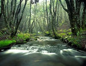 Rainforest stream lined with Myrtles (Nothofagus cunninghamii) Rainforest stream lined with Myrtles (Nothofagus cunninghamii)