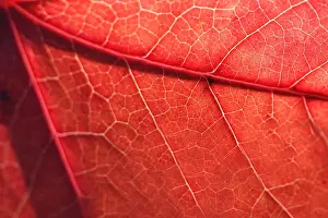 Autumn Foliage Photography Prints: Red autumn leaf texture