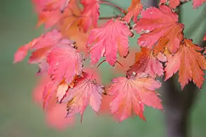 Australian Autumn Leaves Prints: Red Maple