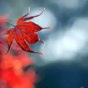 Australian Autumn Leaves Prints: Red maple