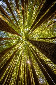Great Ocean Road Collection: Redwoods grow at Great Otway National Park, Victoria