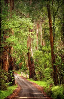 Southern lightscapes australia/road forest yarra ranges victoria australia Southern lightscapes australia/road forest yarra ranges victoria australia