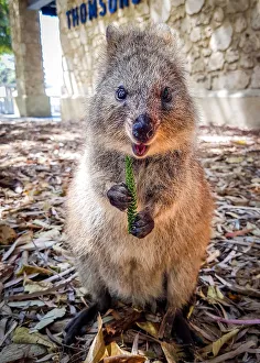 Photographers/nicola morgan photography animals/rottnest island quokka cuteness Photographers/nicola morgan photography animals/rottnest island quokka cuteness