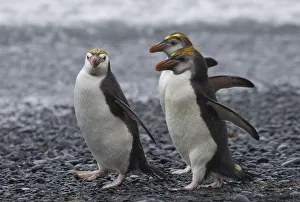 Three Royal Penguins walking on beach Three Royal Penguins walking on beach