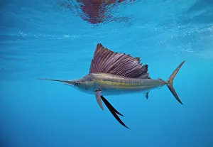 Photographers/alastair pollock photography/sailfish off isla mujeres Photographers/alastair pollock photography/sailfish off isla mujeres
