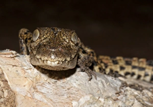 Saltwater crocodile (Crocodylus porosus) Saltwater crocodile (Crocodylus porosus)