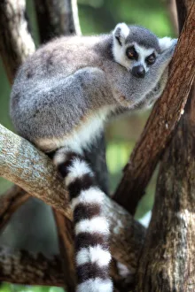 A Sleepy Ring-Tailed Lemur, Island of Madagascar A Sleepy Ring-Tailed Lemur, Island of Madagascar