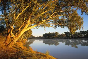 South Australia, river red gum trees beside Cooper Creek at sunrise South Australia, river red gum trees beside Cooper Creek at sunrise