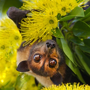 Spectacled flying fox (Pteropus conspicillatus) Spectacled flying fox (Pteropus conspicillatus)