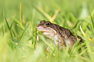 Spotted marsh frog (Limnodynastes tasmaniensis) Spotted marsh frog (Limnodynastes tasmaniensis)