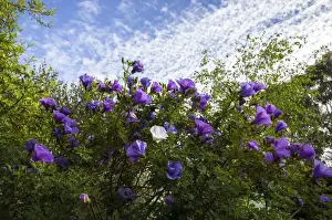 Images Dated 13th July 2014: Australian Spring Field Print featuring Wildflowers