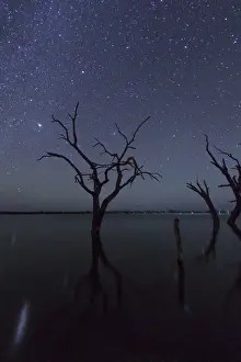 Eucalyptus Tree Silhouette Prints: Stargazing