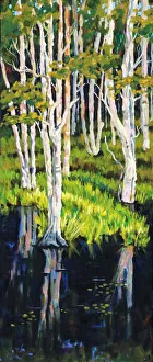 Stringy Bark Acacia Eucalyptus Trees in Wetlands Painting Stringy Bark Acacia Eucalyptus Trees in Wetlands Painting