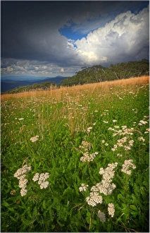 Summer blooms, Mount Buller, Victoria, Australia Summer blooms, Mount Buller, Victoria, Australia